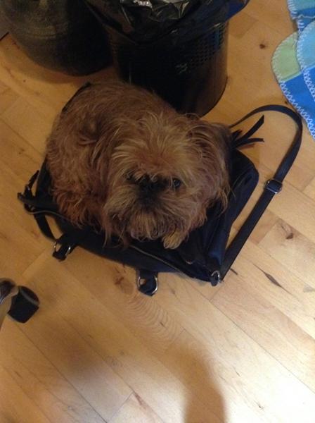 Blødt hundefoder