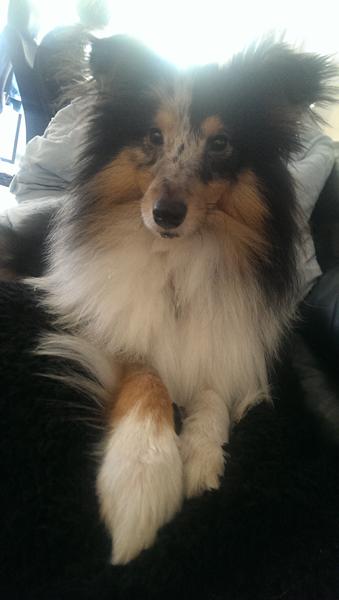 Sommerferie / telttur med hund?