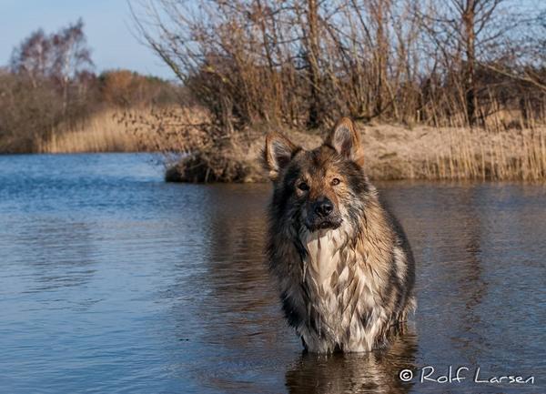 HUNDE PAS PLUS RABIES OG 3i1 VACCINATION 