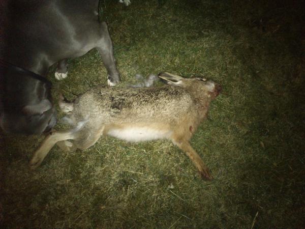 Så fik vi lige noget gratis hundemad!