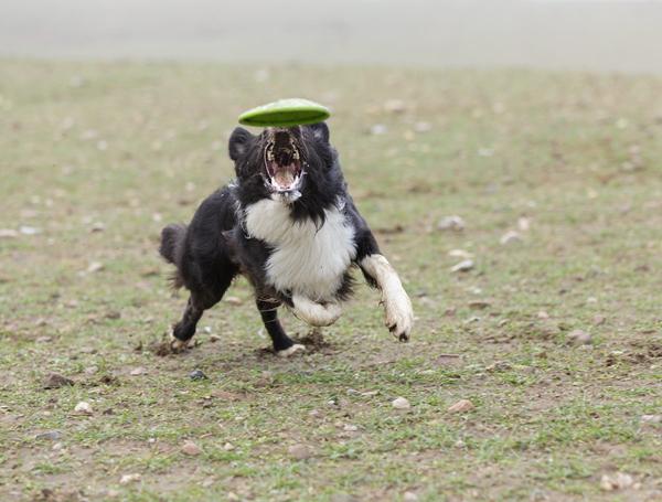 En border collie