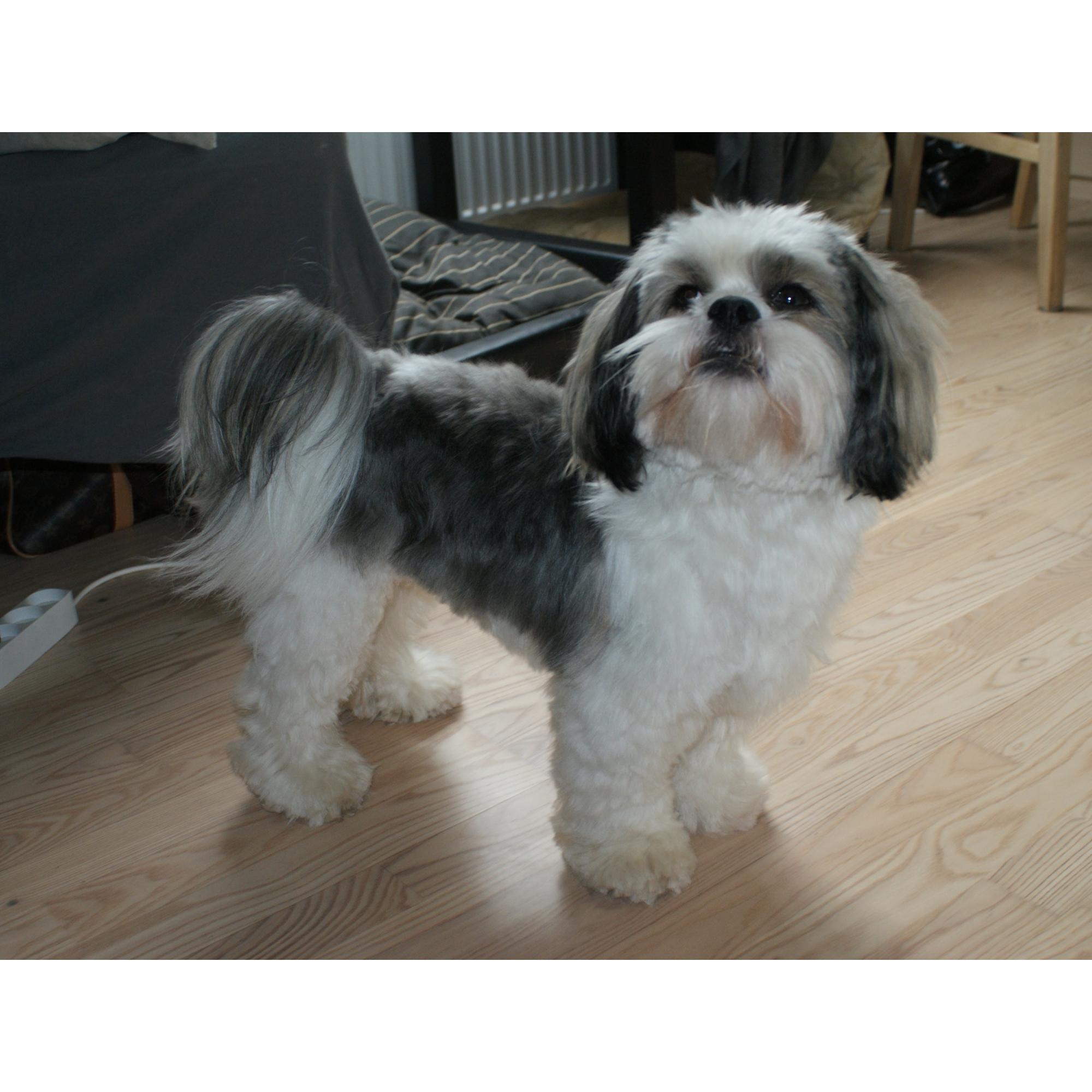Klip af Lhasa apso Skrevet af Kat M
