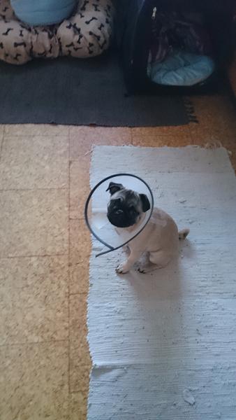 profilbillede