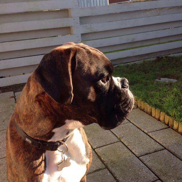 Napolitaner Hund / Jakten Pa En Bedre Helse Cane Corso Loacker