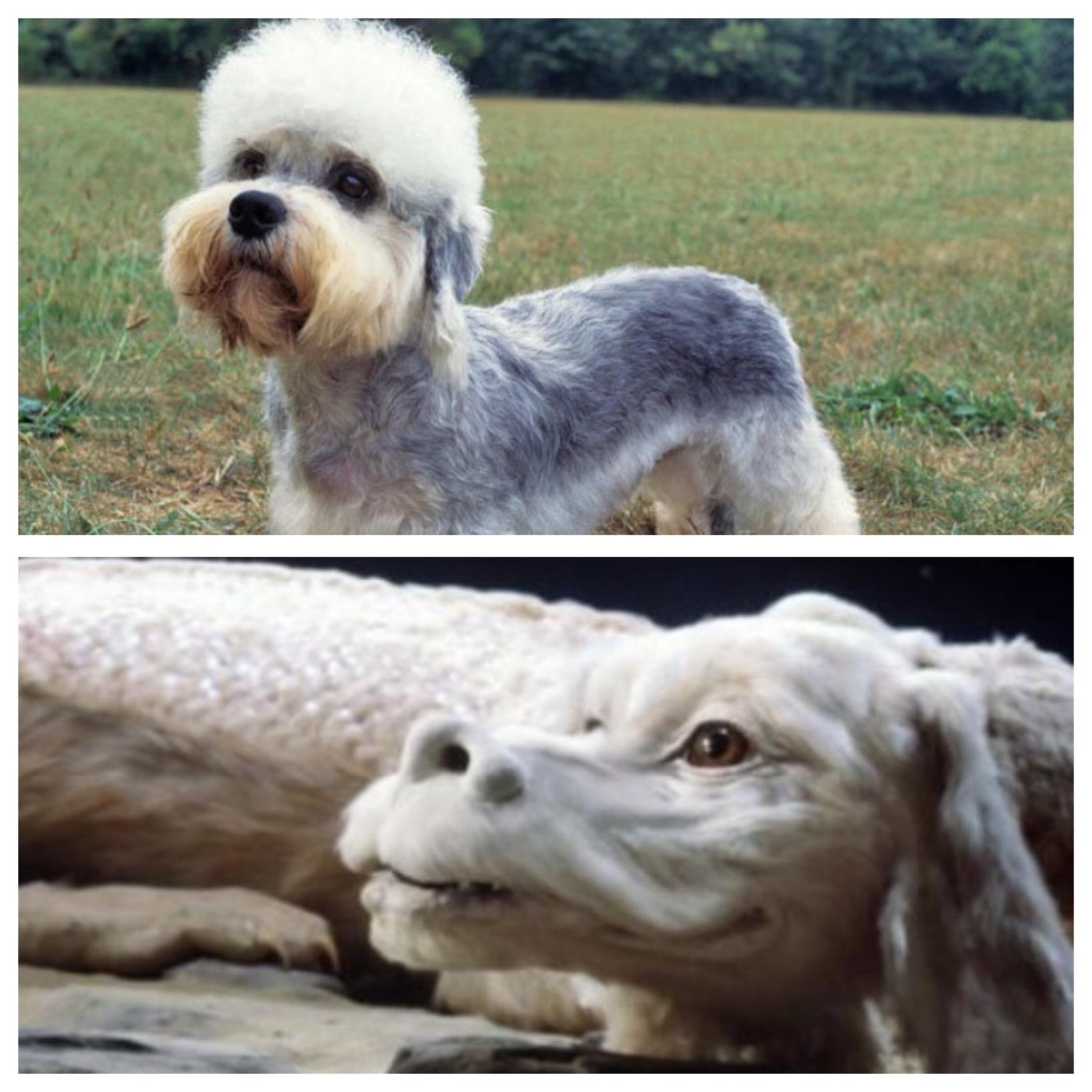 Hvilken Hunderace Er Grimmest Skrevet Af Ninjapapillons