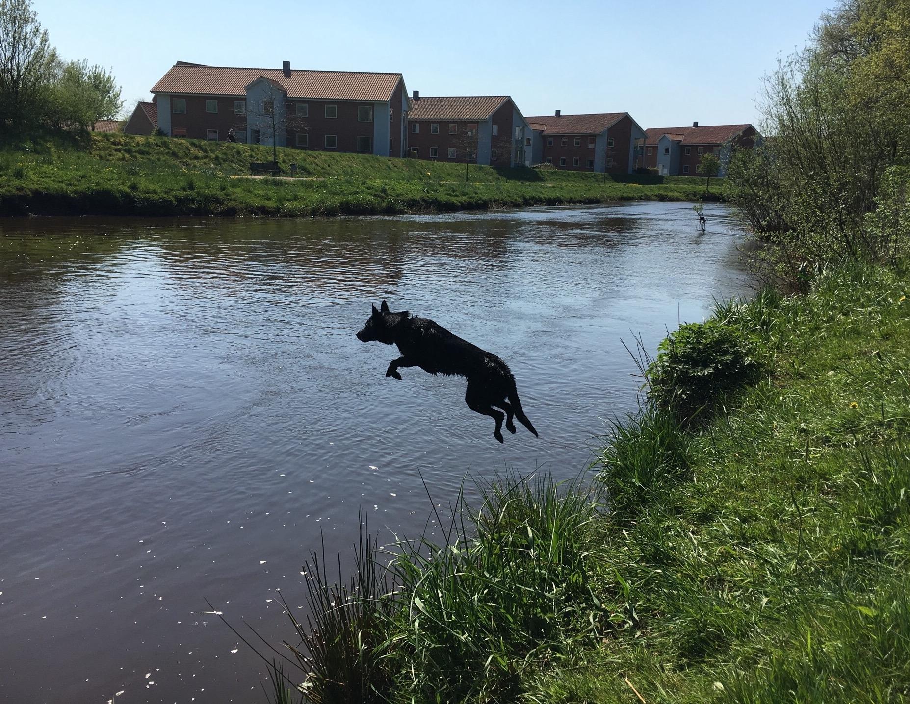 Svømning løbetid Skrevet af AboutMyDogs