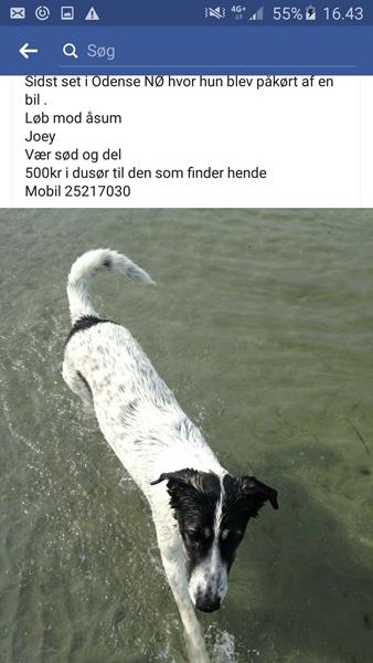 profilbillede