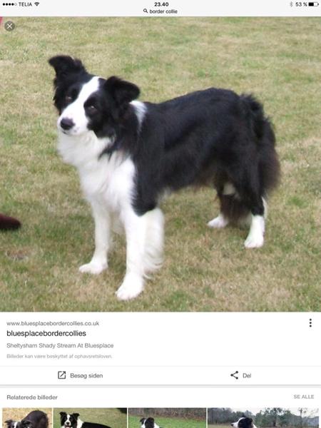 profilbillede