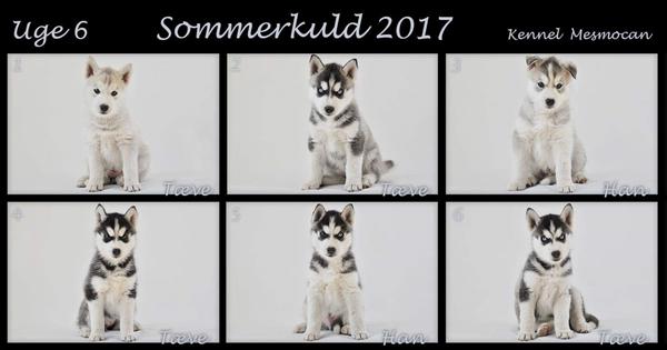 profilbillede