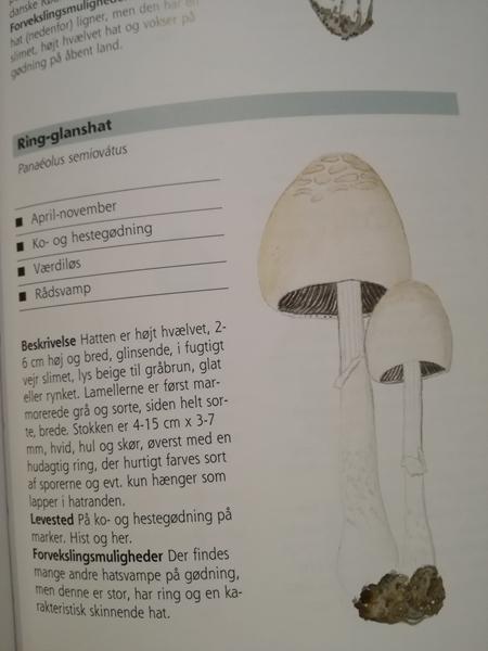 profilbillede
