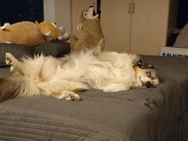 profilbillede