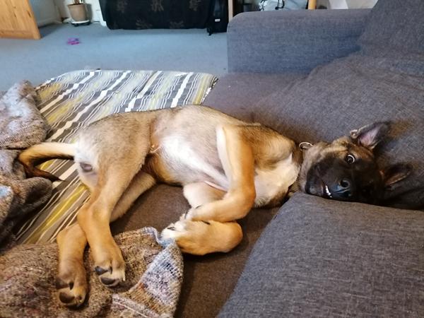 profilbillede