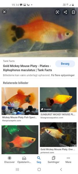 profilbillede