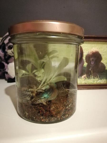 profilbillede