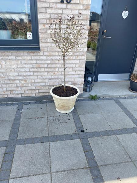 profilbillede