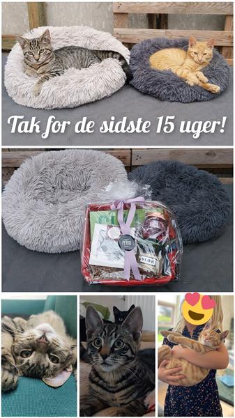 profilbillede
