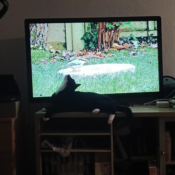 profilbillede
