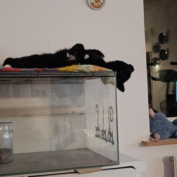 profilbillede