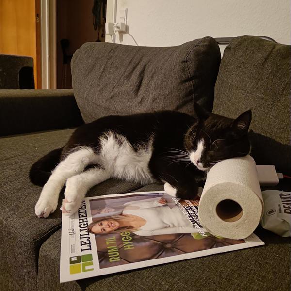profilbillede