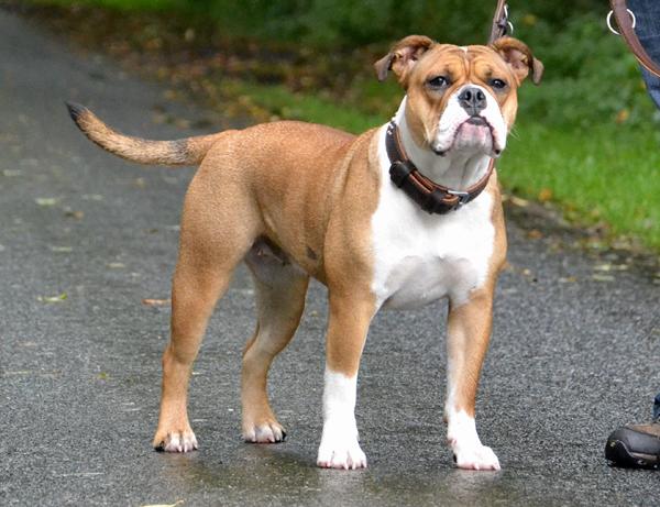 Old English Bulldog - Skrevet af Sulejma