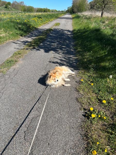 profilbillede