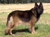 Schæferhund Buster *på de evige enge* [ Himmelhund]