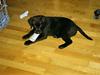 Labrador retriever Oban