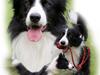 Border collie Tarco *himmelhund*