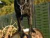 Blanding af racer Balder Himmelhund