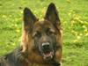Schæferhund Ronja (2003-2010) [ Himmelhund]