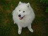 Samojedhund Kipper