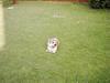 Cairn terrier Oliver