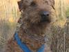 Irsk terrier Jeffi 13/2