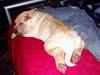 Shar pei ChinaH. Archo Hot Vanilla