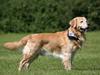Golden retriever Nickie *Himmelhund*