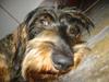 Gravhund Atempos Kozak