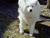 Samojedhund Windy