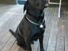 Labrador retriever Formel 1 Rolf