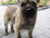 Cairn terrier Muffy