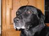 Labrador retriever Max *Aflivet* ;( [ Himmelhund]