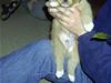 Nova scotia duck tolling retriever Luca