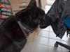 Schæferhund Toftegårdens Jolly #død#