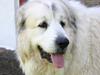 Pyreneerhund Ivanhoe`s Lady [ Himmelhund]
