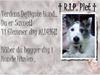 Jack russell terrier Plet † R.I.P. † [ Himmelhund]