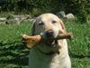 Labrador retriever Wakey *DØD*