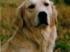 Golden retriever Leregårdens Luck  [ Himmelhund]