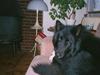 Groenendael Si Stells Exon