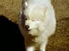 Samojedhund Freja (Dancing Duchess)