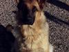 Schæferhund Lilliendahl Lottie