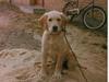 Labrador retriever Trold (Død) [ Himmelhund]